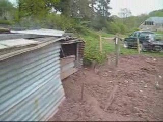 Entrainement sanglier