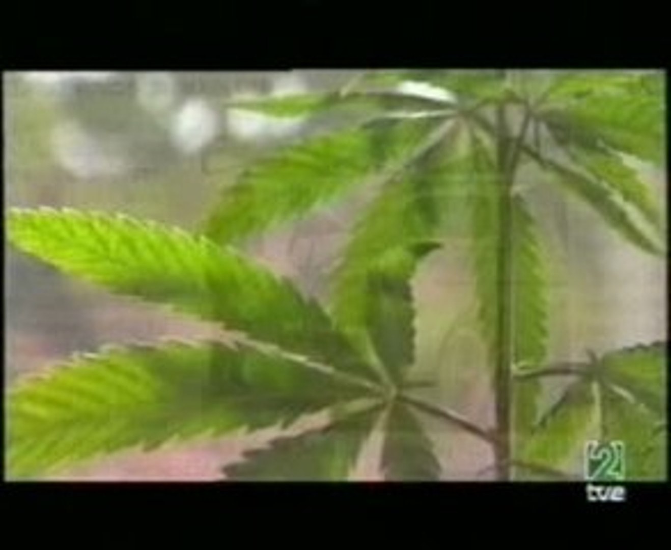 ⁣Cruzada contra el cannabis