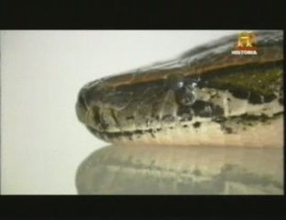La digestion de las serpientes
