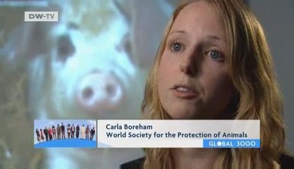 Global 3000 | Flu – global epidemic,local causes?