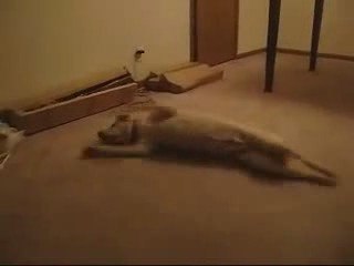 Köpek kabus görüyo