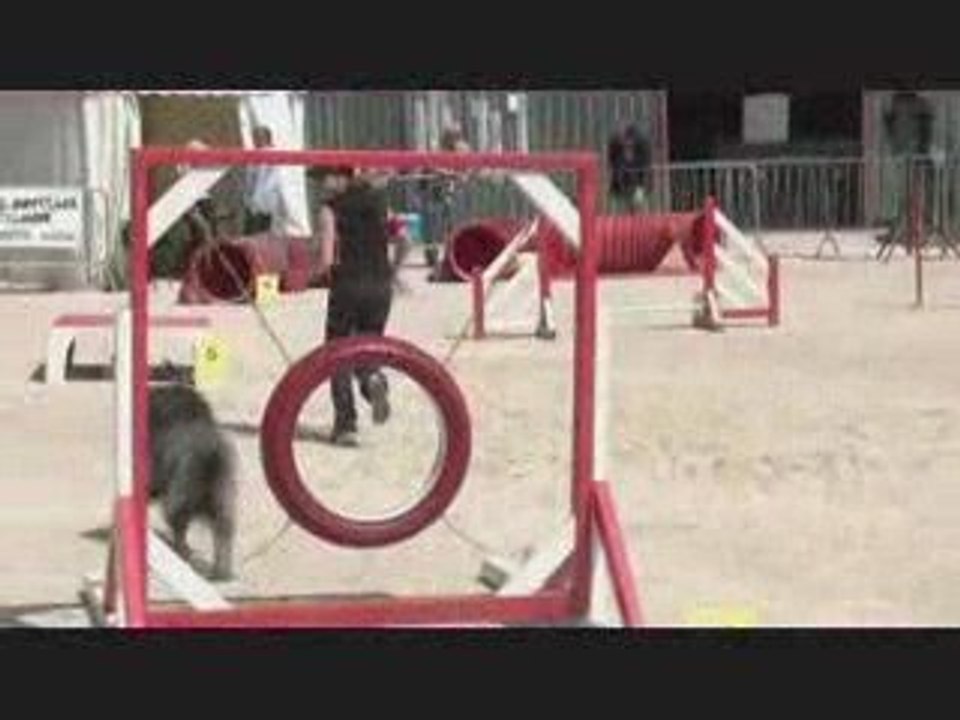 Buck  agility foire avignon