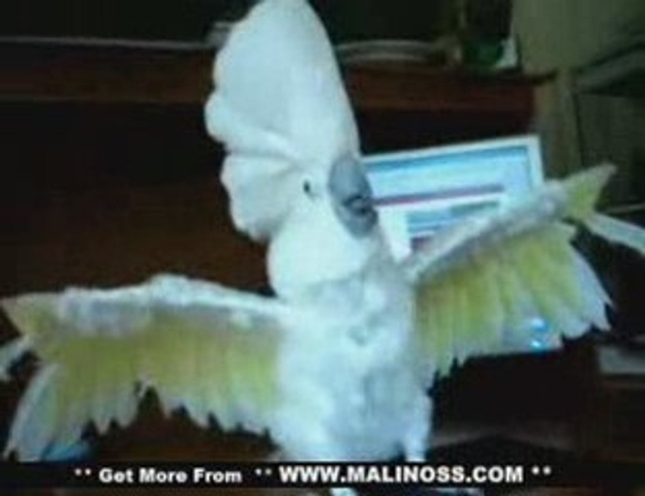 Funny Rock Bird - Hairy Cockatoo Rocks :o)