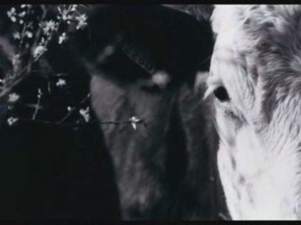 Les sabots dans la brume