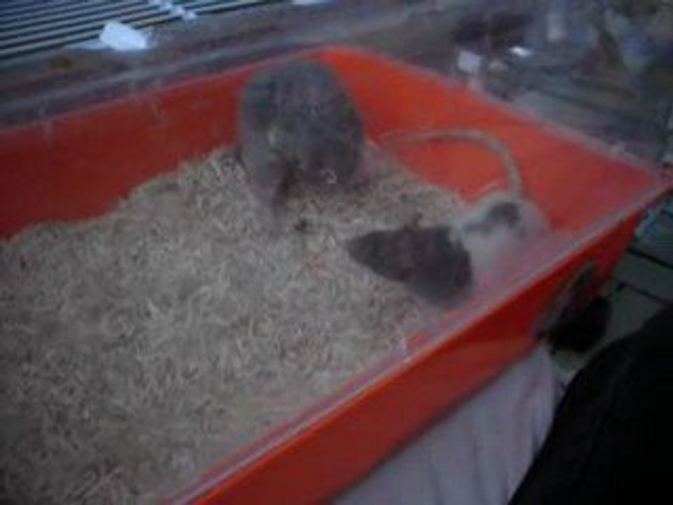 Pokies en sallie 04/05/2009