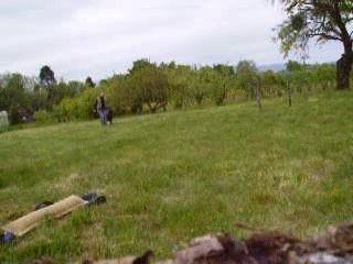 cash suite en laisse puis sans laisse