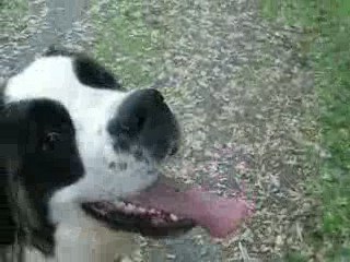 djumbé et son cochon 2