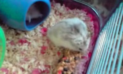 Mon nouveau hamster