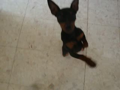 Dina pinscher nain 6mois Patience