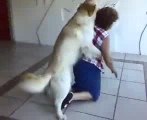 Un cane aggredisce una vecchia signora