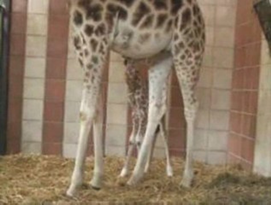 Naissance d'un girafon