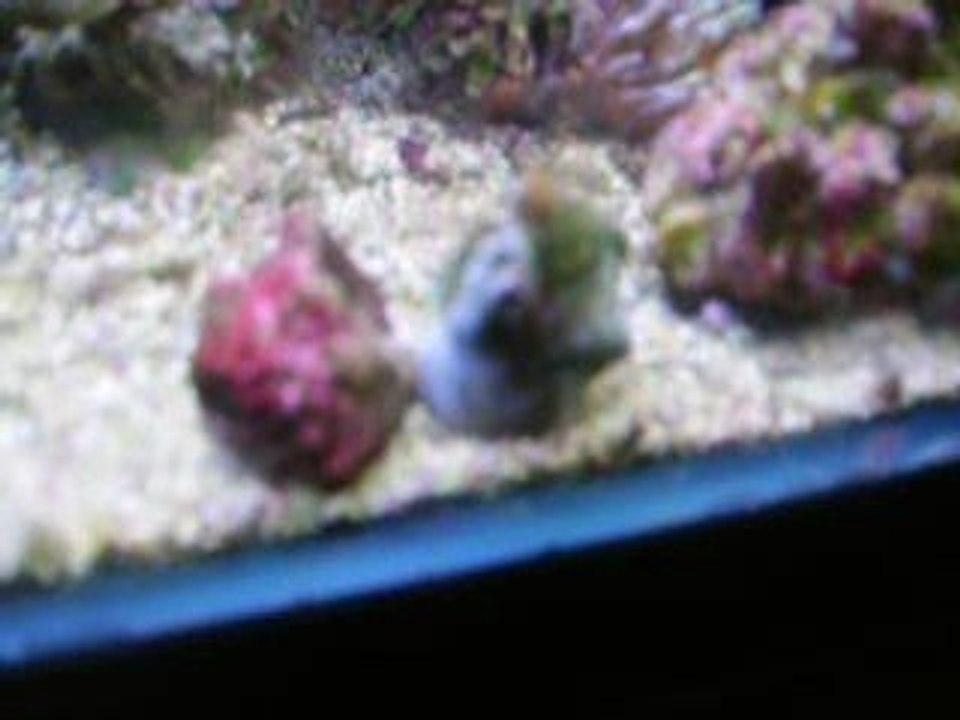 bernard l'ermite en plein déménagement