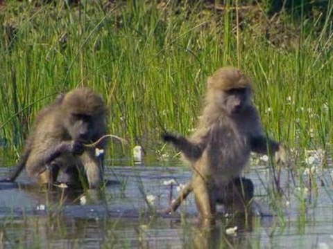 Disney's 'Oceans' Official Teaser Trailer [HQ]