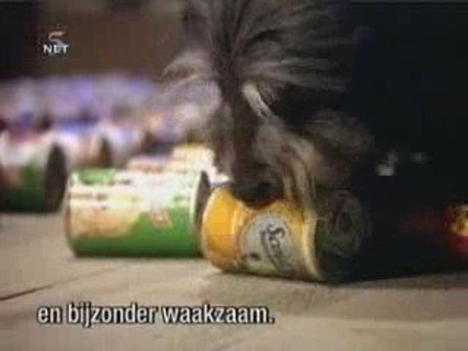 SeguridadJCS chien et chat