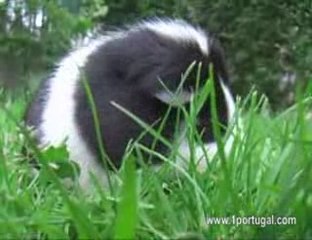 Kony na pastagem - animais domesticos