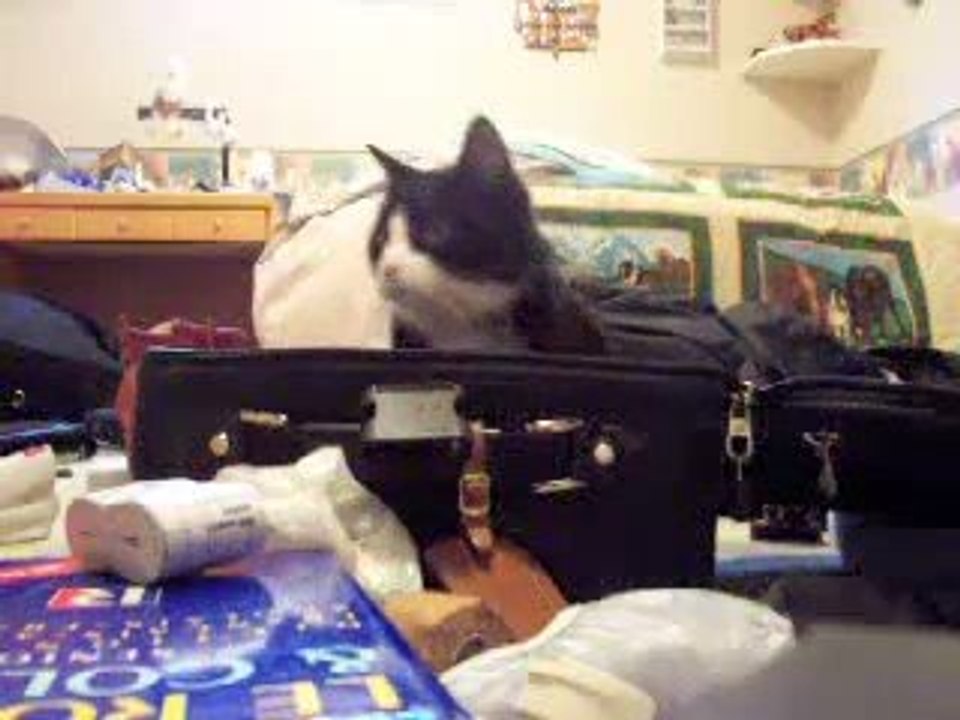 Die Katze im Koffer