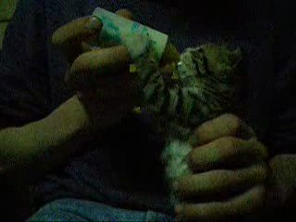 Chaton qui a la dalle !!
