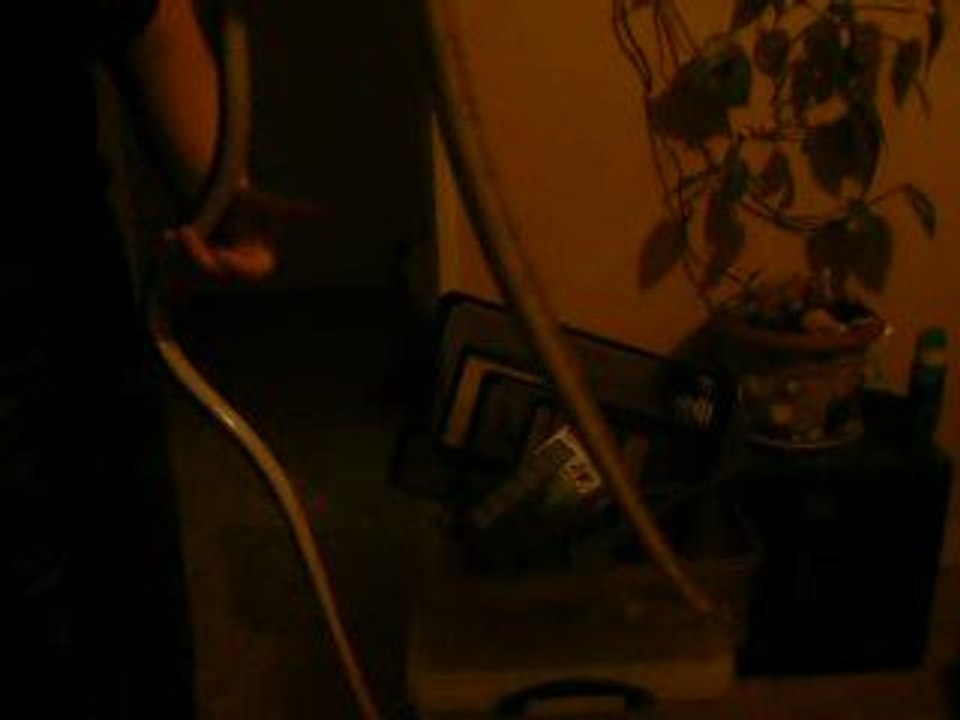 Manipulation d'un mâle Coelognathus radiatus adulte