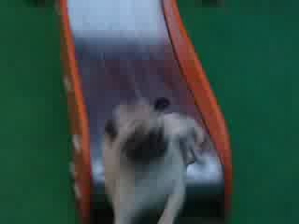 Chien qui fait trop bien du tobogan