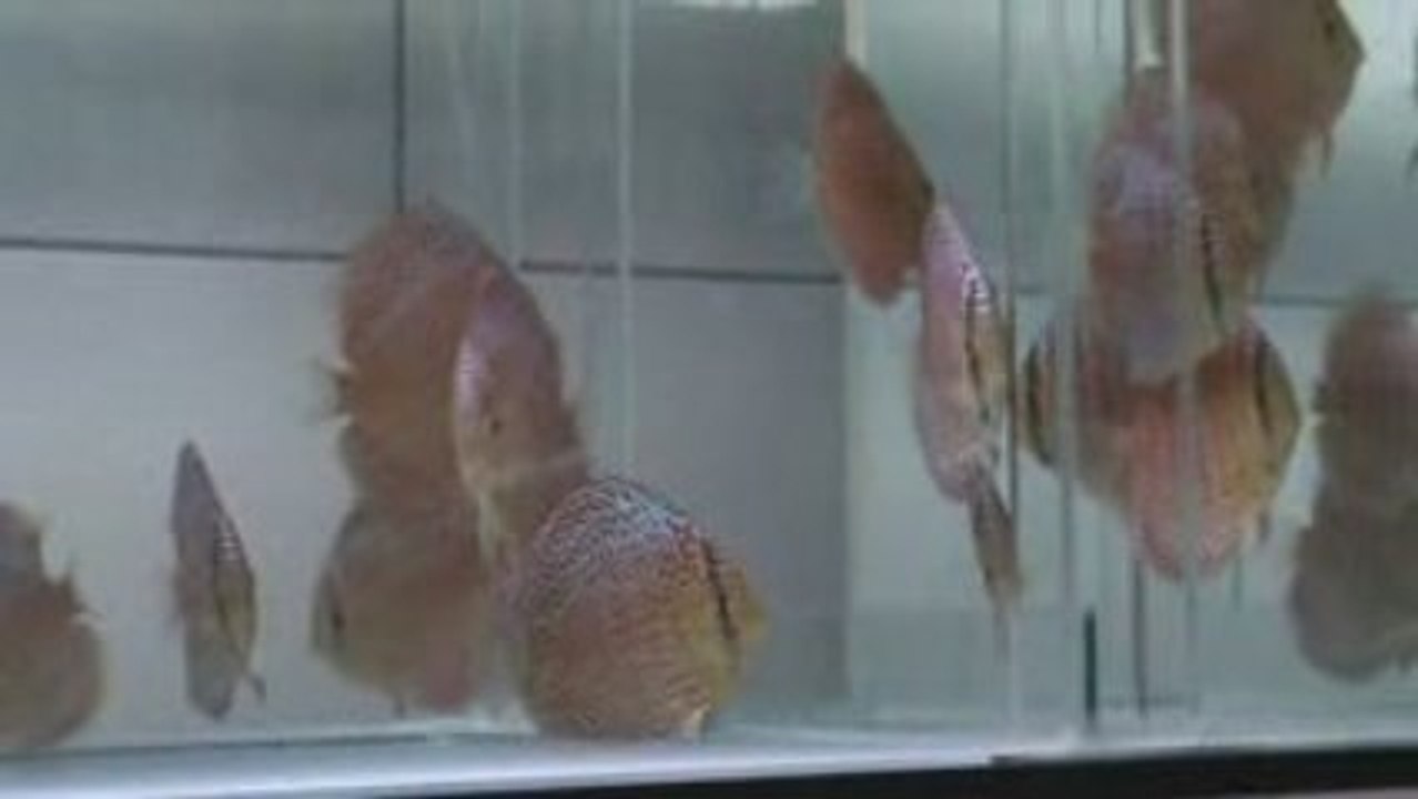 LEOPAR & LSS YAVRULARI