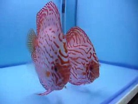 Panda discus pairs