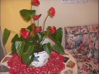 Casa Turismo Rural de calidad Alicante (Polop de la Marina)