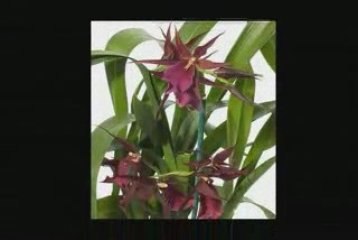 www.floralplanet.com - Exotic Live Orchids