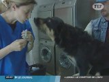 Toulouse : Campagne de vaccination pour les chiens de SDF