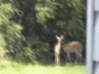Deer and baby in our backyard