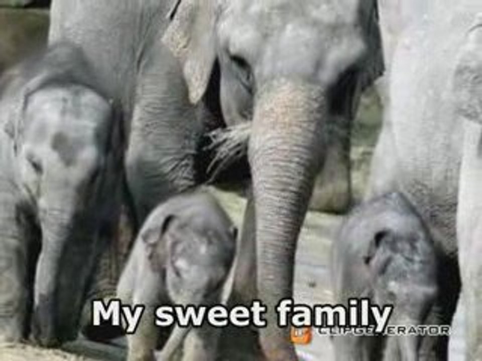 My Sweet Family