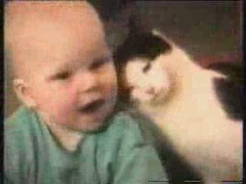 Chat alors ! Best of cats, le meilleur de l'humour des chats