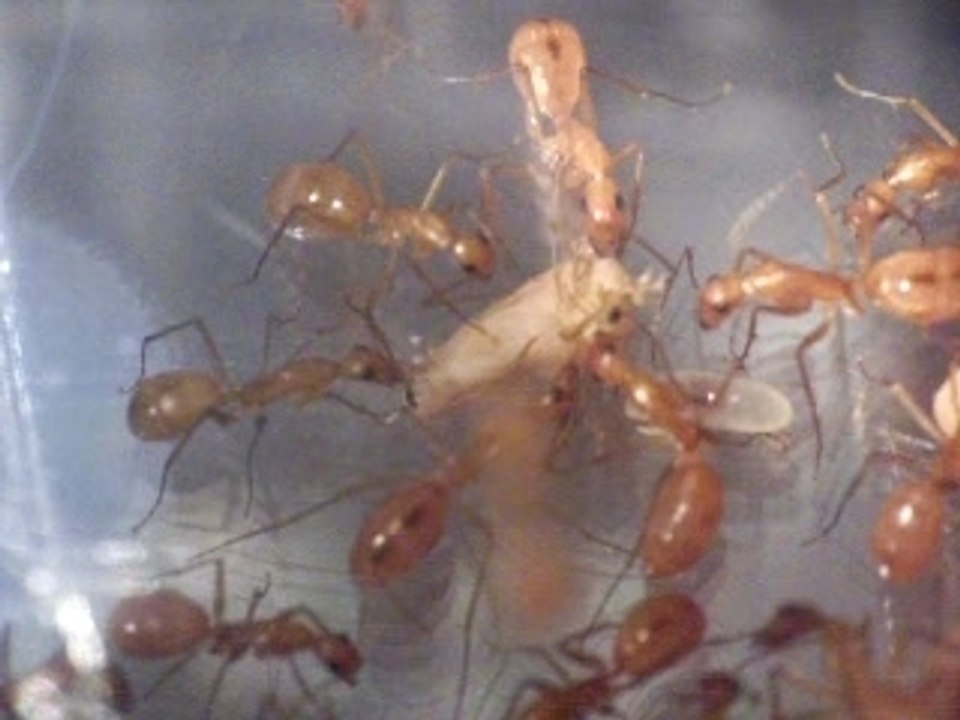 CamponotusMsortieCocon