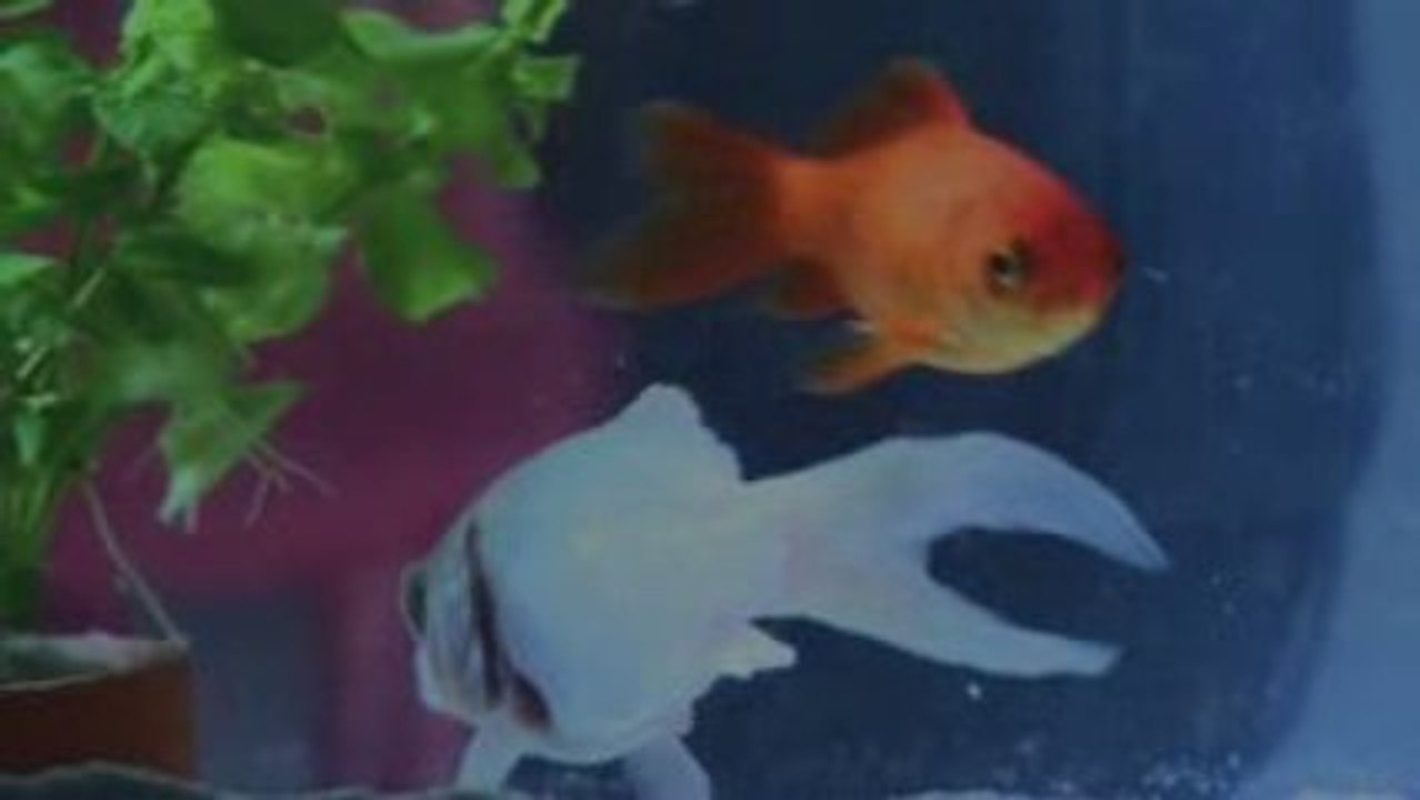 POISSON ROUGE BIS
