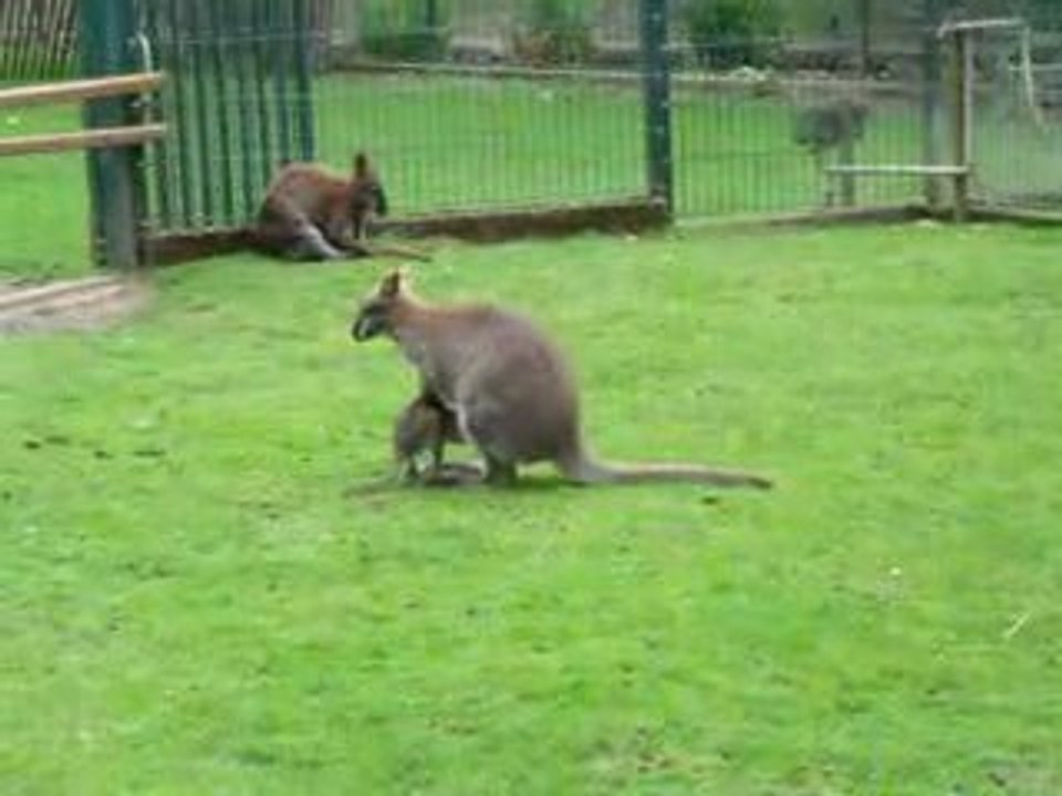 Maman et Bébé Kangourou
