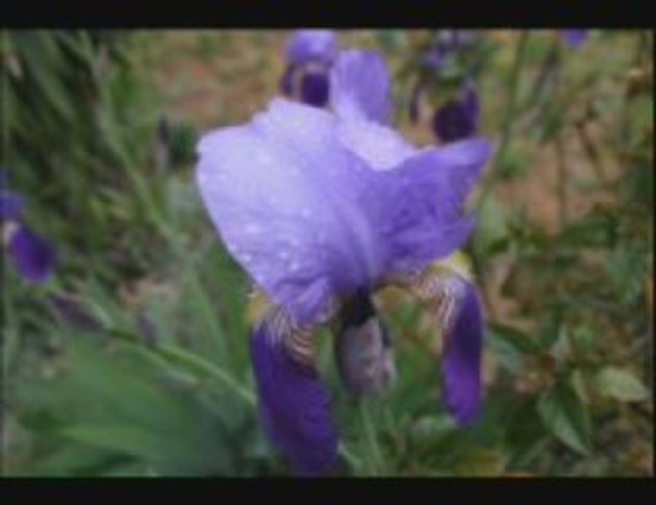 GÜZYURDU KÖYÜ - kelkit