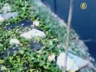 Власти города Фуцин не обращают внимания на мёртвых свиней