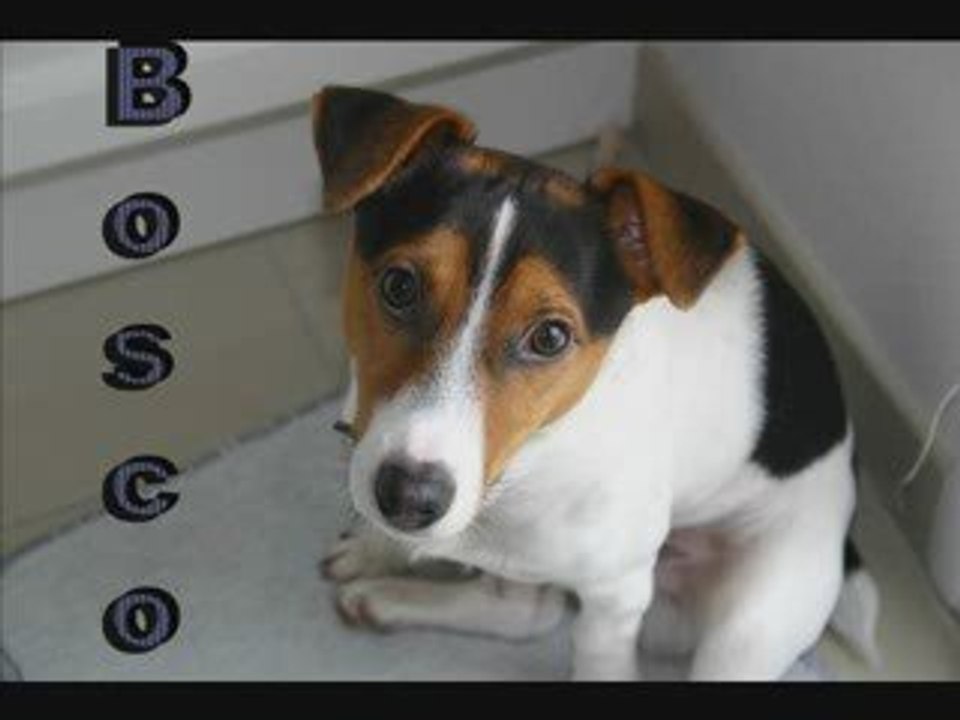 Bosco (un jack russel terrier qui a maintenant 3 ans)