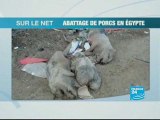 Egypte: abattage de porcs crée la polémique