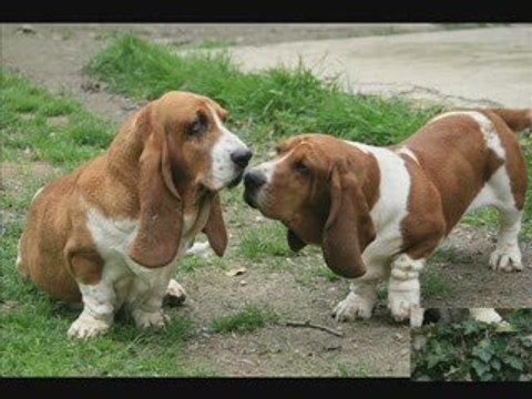 Basset-Hound par David Dalton