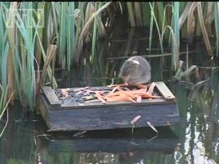Dozens of water voles have been released into the wild