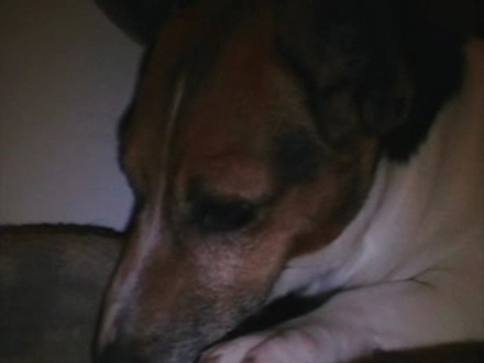 Kurly et Chips dans 6eme sens