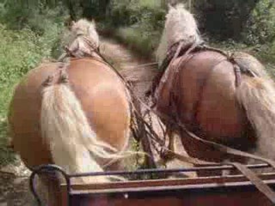 Kajoline et sybelle