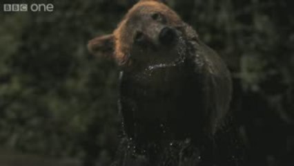 HD  Extra Super Slo Mo of Bear shaking water off its fur