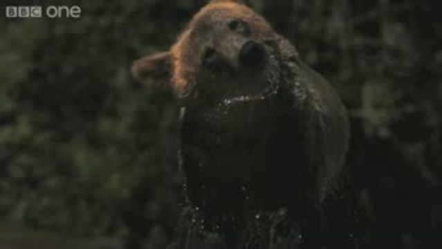 HD Extra Super Slo Mo of Bear shaking water off its fur