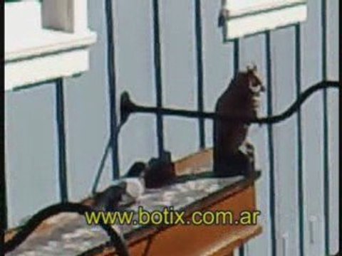 Buho plastico ahuyenta aves con palomas alrededor