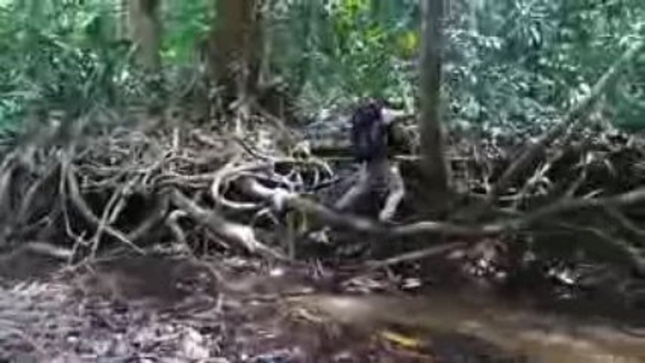 Mic, Tarzan, sac à dos