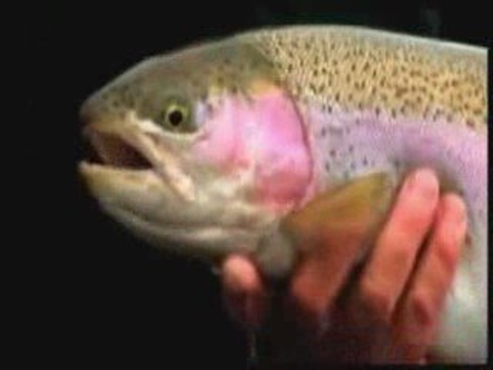 REEL TIME | Fly Fishing Video