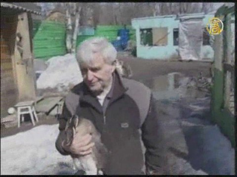 Редкий вид гусей возвращают в среду обитания на Камчатке