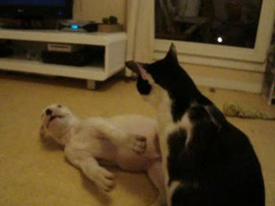 dogue argentin contre chat