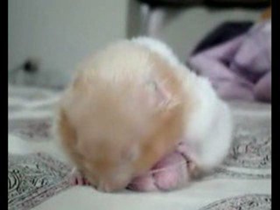 Un hamster dort sur ses c*******